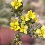 Linum strictum Blüte