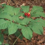 Panax quinquefolius Συνήθη χαρακτηριστικά