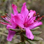 Rhododendron setosum Žiedas