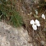 Dianthus arrostoi موطن