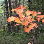 Acer opalus Leaf