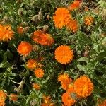 Calendula stellataFlower