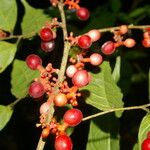 Sorocea affinis Fruit