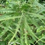 Gleichenia bifida Leaf