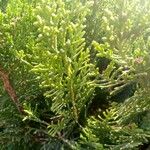 Cupressus sempervirensFolha