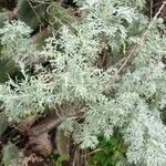 Artemisia thuscula Leaf