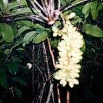 Acropogon schefflerifolius Flower