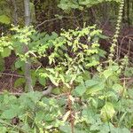 Euphorbia stricta Habitus