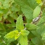 Salvia cuspidata Leaf