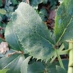 Helleborus lividus Leaf