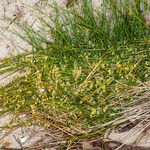 Ephedra distachya Habit