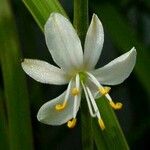 Chlorophytum comosum Цвят