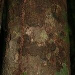Aniba parviflora Кора