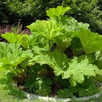 Gunnera tinctoria Habitus