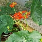 Jatropha podagrica Květ