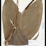 Geonoma macrostachys Цвят