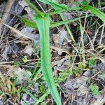 Pyrrhopappus carolinianus Leaf