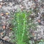 Eupatorium capillifolium Leaf