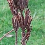 Weigela hortensis Fruit