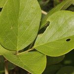 Canavalia rosea Leaf