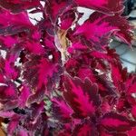 Plectranthus scutellarioides Yaprak