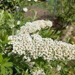 Spiraea × vanhouttei Õis