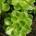 Aeonium castello-paivae Likasa