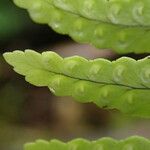 Nephrolepis undulata Blatt