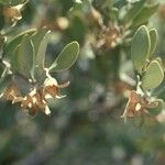 Simmondsia chinensis Λουλούδι