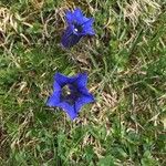 Gentiana acaulis Квітка