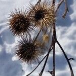 Arctium lappa Fruchs