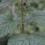 Urtica morifolia Flor