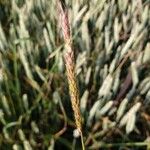 Alopecurus myosuroides Fruit