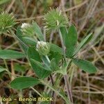 Trifolium leucanthum عادت داشتن