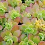 Sedum kimnachii Ліст