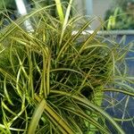 Carex elata Fuelha