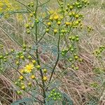 Senecio brasiliensis Flor