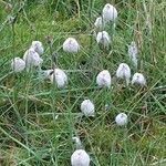 Eriophorum scheuchzeri Mosusu