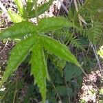 Cardamine leucantha Leaf