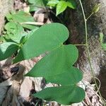 Schnella guianensis Лист