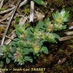 Paronychia polygonifolia Anders