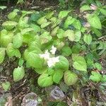 Epimedium × versicolor List