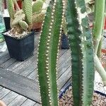 Cereus hildmannianus Hàbitat