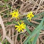 Senecio madagascariensisBlomst