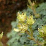 Saxifraga aretioides Цвят