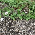 Convolvulus equitans Hábito