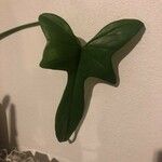 Philodendron panduriforme Fulla