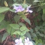 Thunbergia grandiflora Floro