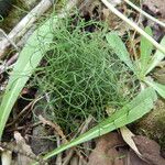 Equisetum scirpoides 葉