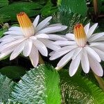 Nymphaea lotus Flower